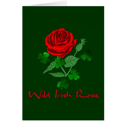 Wild Irish Rose Card Zazzle