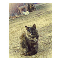 Wild kitty with her two kittens in background posters