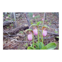 Wild Lady Slipper posters