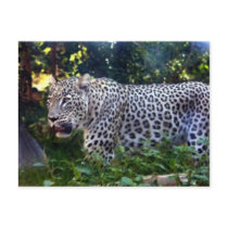Wild Leopards Postcard