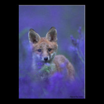 Wild Life Posters posters