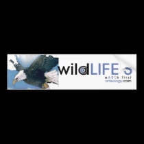 wild lifes eagle bumper stickers