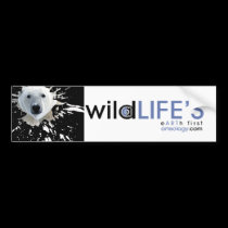 wild lifes polar bear bumper stickers