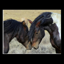 Wild Love Horses postcards