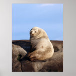 Wild Male Steller Sea Lion - Fine Art Prints