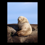 Wild Male Steller Sea Lion - Fine Art Prints posters