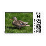 Wild Mallard Duck Postage Stamp