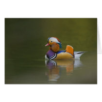 Wild Mandarin Duck Aix galericulata) on dark Greeting Cards