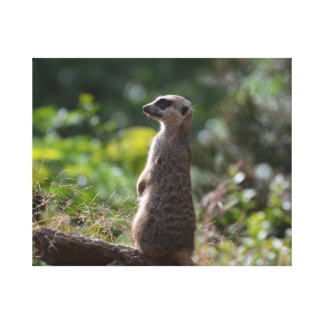 Timon Art & Framed Artwork | Zazzle
Meerkat