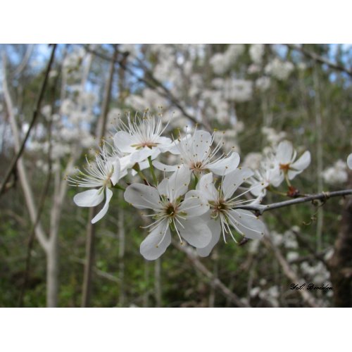 Wild Mexican Plum Blooms print