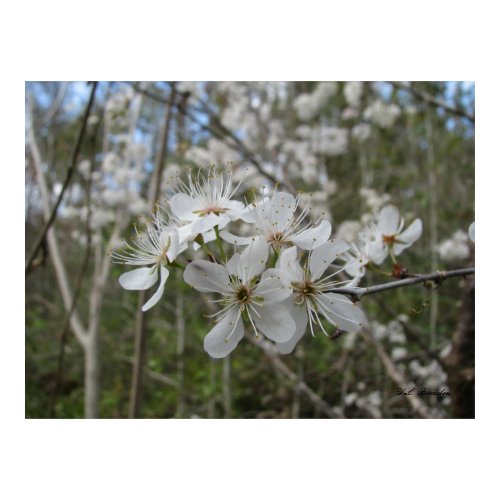 Wild Mexican Plum Blooms print