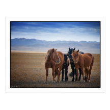 Wild Mongolian horse, Gobi Desert Postcards