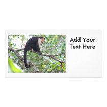 Wild Monkey Picture Personalized Photo Card