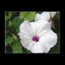 Wild Morning Glory-2010 postcards