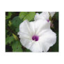 Wild Morning Glory-2010 Postcards