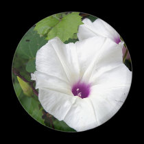 Wild Morning Glory-2010 magnets
