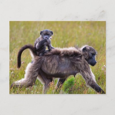 Baboons In Africa