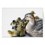 Wild Mother Duck and Ducklings cards
