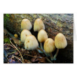 Wild Mountain Mushrooms Cards
