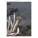 Wild Mushrooms Cards