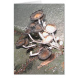 Wild Mushrooms Greeting Cards