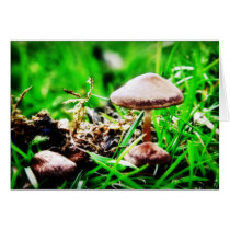 Wild Mushrooms card cards