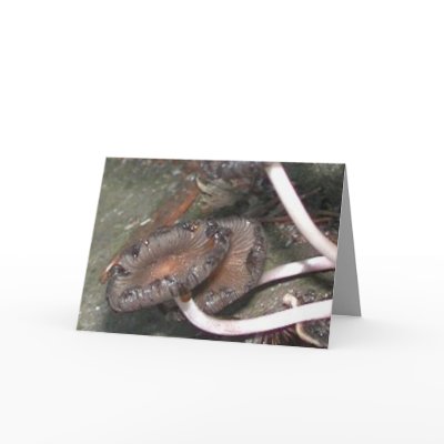 Wild Mushrooms Greeting Card by Janz_Art