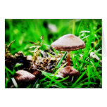Wild Mushrooms card