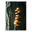 Wild Mushrooms-NE Iowa cards by simplynaturecards Wild Mushrooms-NE Iowa cards