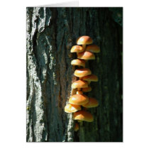 Wild Mushrooms-NE Iowa cards by simplynaturecards Wild Mushrooms-NE Iowa cards