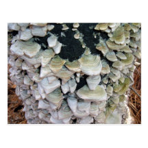 Wild Mushrooms on Decomposing Tree Post Cards