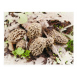 Wild Mushrooms, postcard postcards