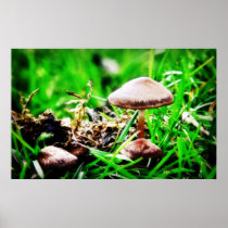 Wild Mushrooms Print posters