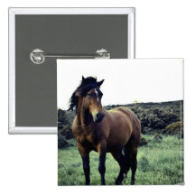 Wild Mustang Button