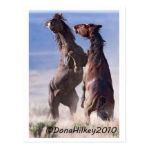 Wild Mustang Fight Post Cards