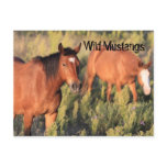 Wild Mustang Horses Post Cards