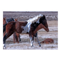 Wild Mustang Of Utah posters