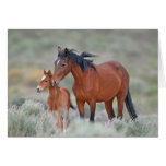 Wild Mustang with her Colt Cards