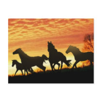 Wild Mustangs postcards by wildlifeart Wild Mustangs postcards
