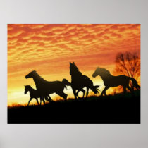 Wild Mustangs Poster