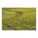 Wild mustard carpets a Sonoma vineyard posters by pshaw_photo Wild mustard carpets a Sonoma vineyard posters