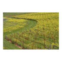 Wild mustard carpets a Sonoma vineyard posters