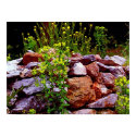 wild mustard on rock wall as painting posters