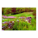Wild Mustard on Rock Wall posters by dma847 Wild Mustard on Rock Wall posters
