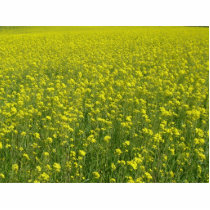 Wild Mustard photo sculptures