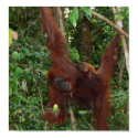 Wild One animal poster posters