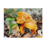 Wild Orange Mushrooms Nature Photography Postcard