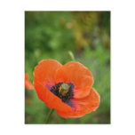 Wild Orange Poppy Flower (NZ) Postcard