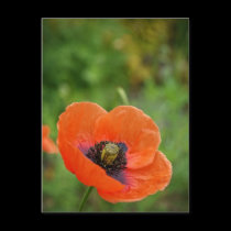 Wild Orange Poppy Flower (NZ) Postcard