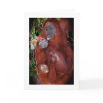 Wild Orangutan note card